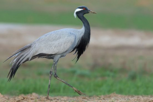 Красвський кран Красвський кран